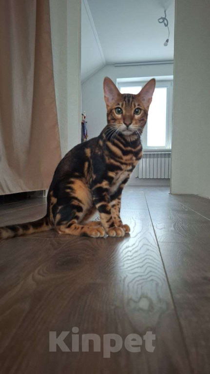 Кошки в Ростове-на-Дону: Бенгальские котята Мальчик, 17 000 руб. - фото 9