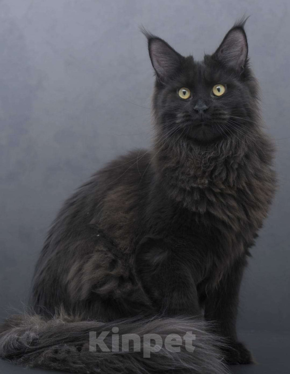 Кошки в Москве: Котенок мейн-кун  Девочка, 35 000 руб. - фото 5