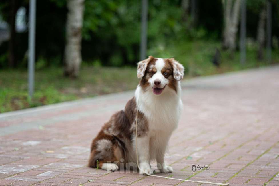 Собаки в Москве: Миниатюрная американская овчарка (мини-аусси) Мальчик, 150 000 руб. - фото 7