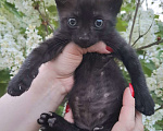 Кошки в Москве: Чёрный котёнок в добрые руки Мальчик, Бесплатно - фото 2