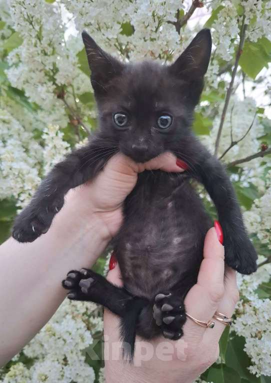 Кошки в Москве: Чёрный котёнок в добрые руки Мальчик, Бесплатно - фото 2