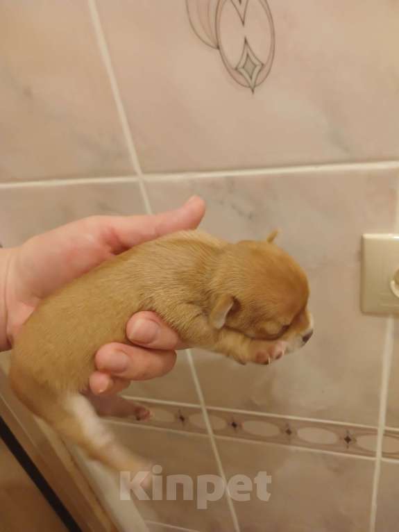 Собаки в других городах Воронежской области: Чихуахуа мини короткошерстные Девочка, 35 000 руб. - фото 3