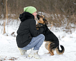 Собаки в Москве: Собака Дана - метис овчарки в добрые руки Девочка, Бесплатно - фото 7