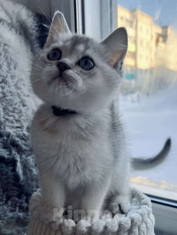Кошки в Киселевске: Шотландские котята Мальчик, 20 000 руб. - фото 3