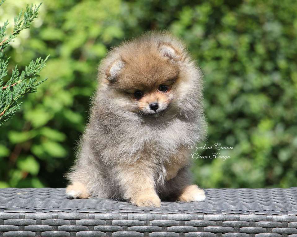 Собаки в Москве: Щенки шпица малые Мальчик, 40 000 руб. - фото 3