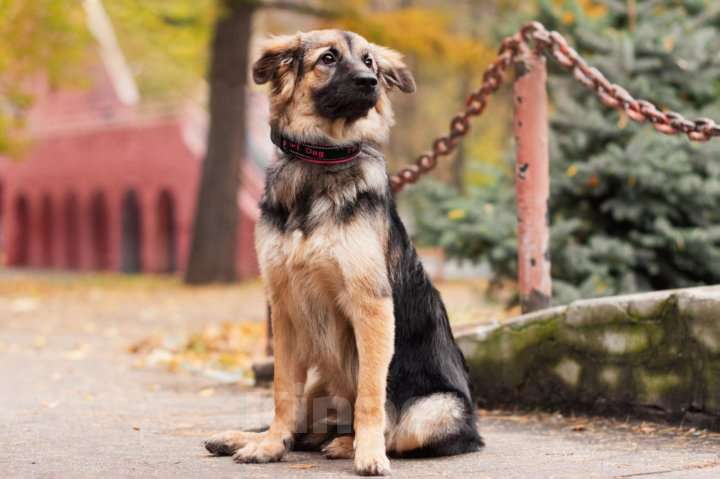 Собаки в Москве: Щенок в добрые руки Девочка, 10 руб. - фото 1