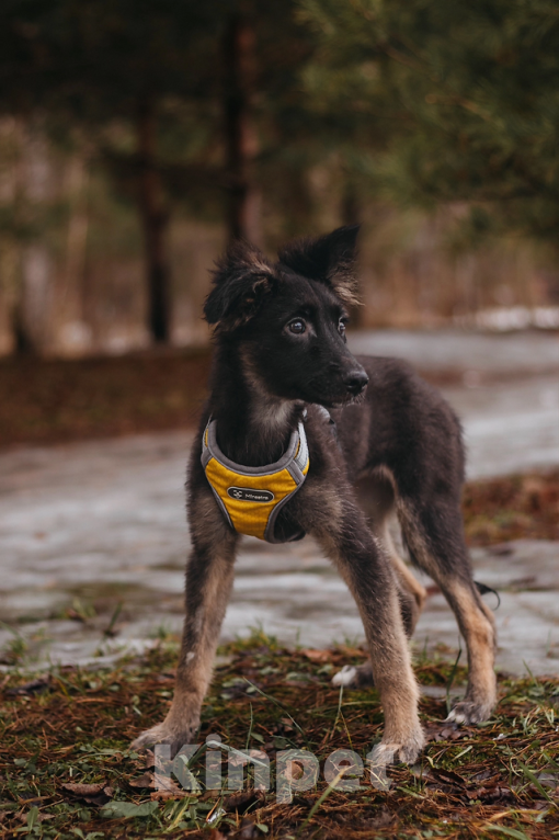 Собаки в Москве: Щенуля Тайлин ищет самый лучший дом! Девочка, Бесплатно - фото 9