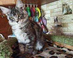 Кошки в Весьегонске: очаровательные мейн куны-рысята, 10 000 руб. - фото 4