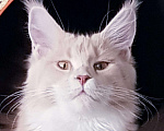 Кошки в Лянторе: Мейн кун домашняя рысь, 25 000 руб. - фото 2