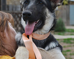 Собаки в Самаре: Щенки ВЕО, 40 руб. - фото 3