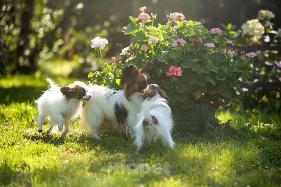 Собаки в Москве: Континентальный той-спаниель папильон, щенок Мальчик, 65 000 руб. - фото 3