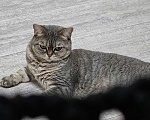 Кошки в Ростове-на-Дону: Отдам в добрые руки нашу кошку Девочка, Бесплатно - фото 5