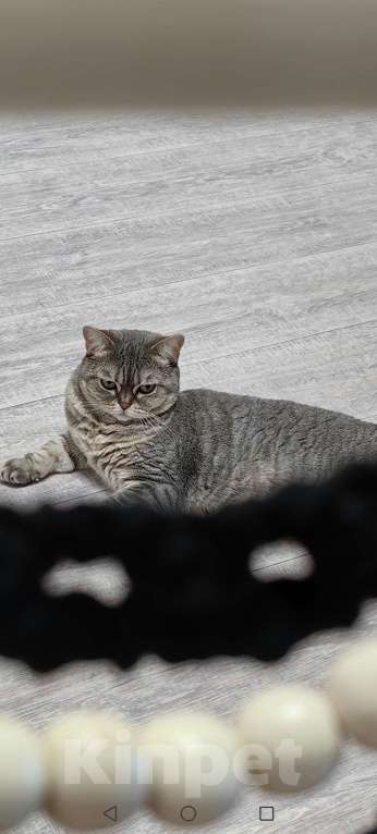 Кошки в Ростове-на-Дону: Отдам в добрые руки нашу кошку Девочка, Бесплатно - фото 5