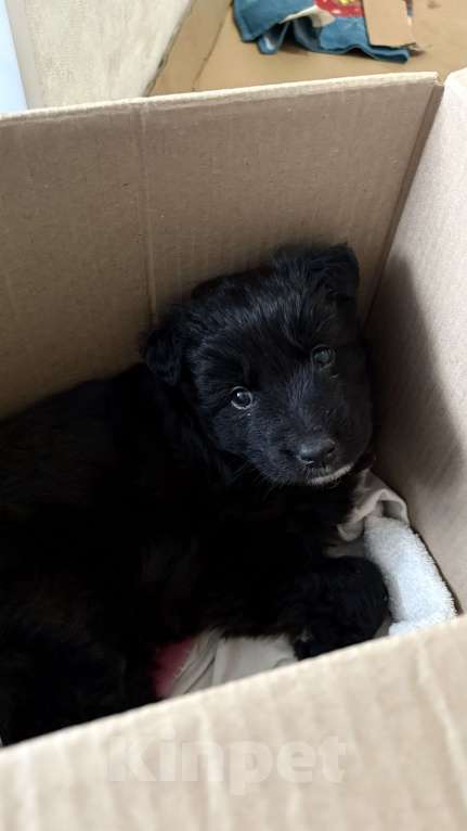 Собаки в Челябинске: Щенки в добрые руки Девочка, Бесплатно - фото 6