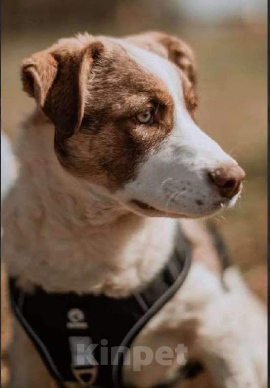 Собаки в Кубинке: Барни из приюта ищет дом. Мальчик, Бесплатно - фото 6