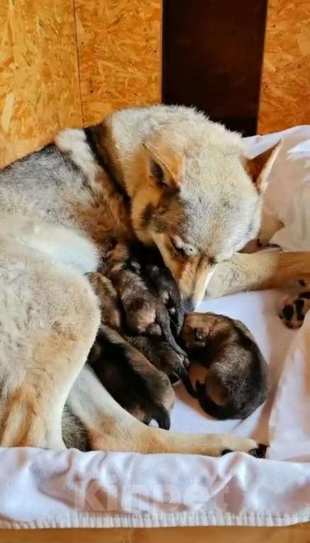 Собаки в Москве: Щенки чехословацкого влчака доступны для брони Девочка, 100 000 руб. - фото 3