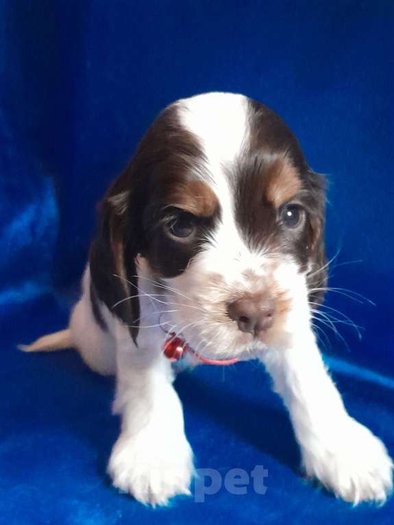 Собаки в Рыбинске: Девочка Английского кокера спаниеля  Девочка, 60 000 руб. - фото 1