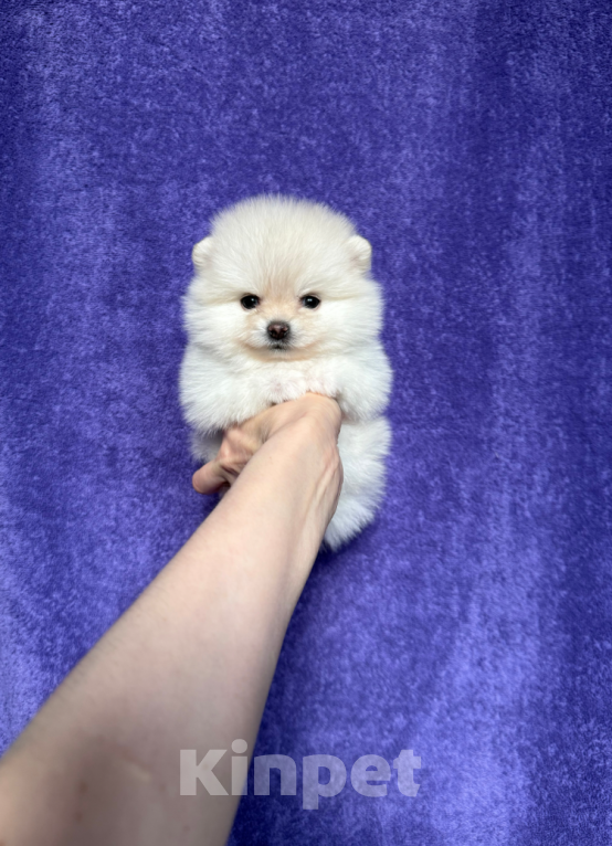 Собаки в Москве: Мини малышка Девочка, 35 000 руб. - фото 1