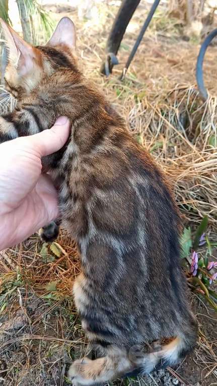 Кошки в Москве: Бенгальская девочка Девочка, 25 000 руб. - фото 2