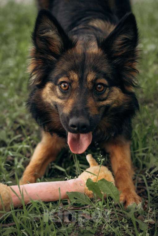 Собаки в Москве: Очаровательная малышка Клер ждет свою семью. Девочка, 100 руб. - фото 7