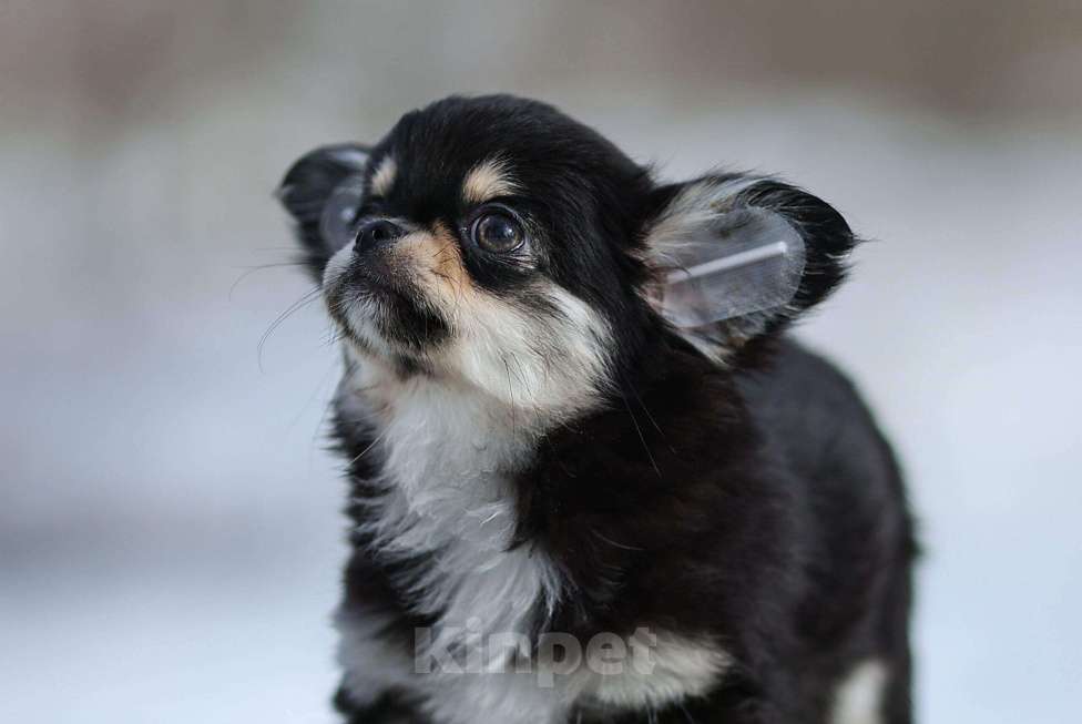 Собаки в Обнинске: Девочка чихуахуа черно-подпалая Девочка, 70 000 руб. - фото 3