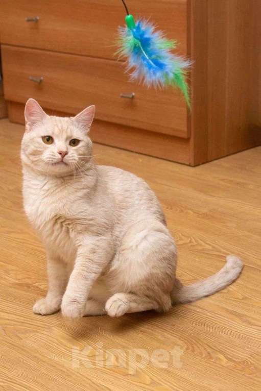 Кошки в Москве: Снежок мега ласковый в поисках семьи Мальчик, Бесплатно - фото 9