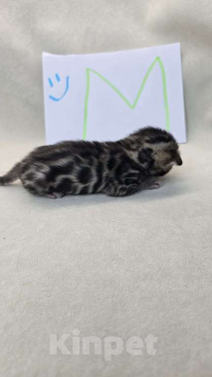 Кошки в Ростове-на-Дону: Бенгальские тигрята Мальчик, 60 000 руб. - фото 5
