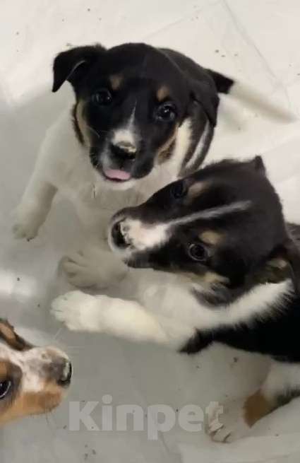 Собаки в Липецке: Отдам щенка в Липецке Мальчик, Бесплатно - фото 9