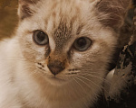 Кошки в Барнауле: Малышки ищут себе 🏡 срочно!!!  Девочка, 10 руб. - фото 3