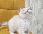 Кошки в Москве: Рэгдолл  ласковая девочка  Девочка, 35 000 руб. - фото 3