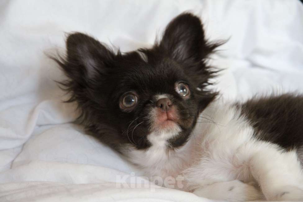 Собаки в Москве: Эксклюзивный мальчик  Мальчик, Бесплатно - фото 4