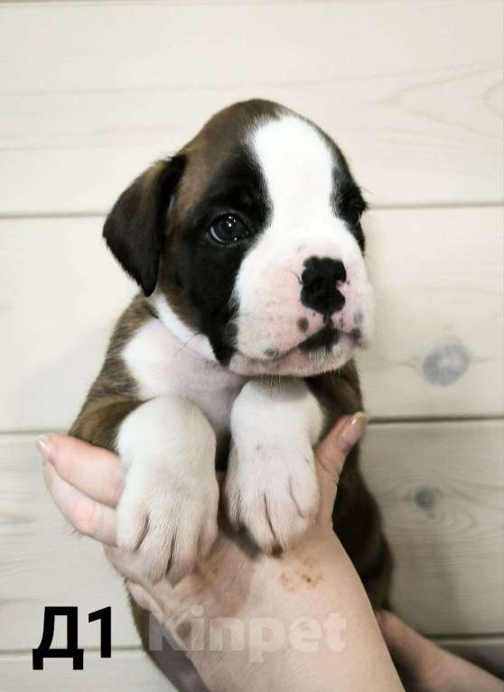 Собаки в других городах Иркутской области: Щенки немецкого боксëра Разнополые, 50 руб. - фото 4