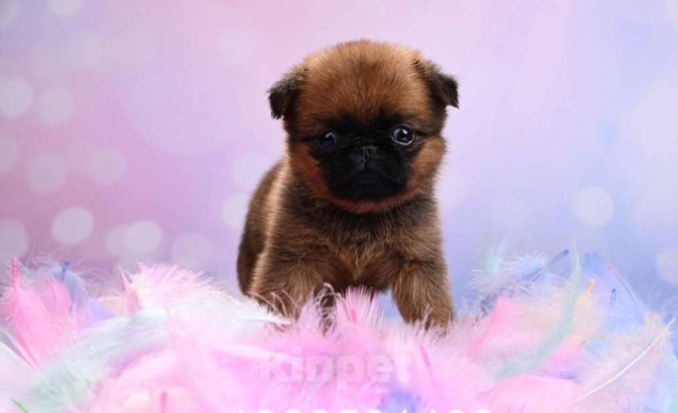 Собаки в Москве: Мини девочка пти-брабансон Девочка, 50 000 руб. - фото 2