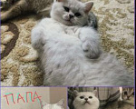 Кошки в Ставрополе: Шотландская серебрянная шиншила котенок Девочка, 11 999 руб. - фото 2