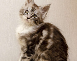 Кошки в Москве: Котята мейн-кун Мальчик, 30 000 руб. - фото 1