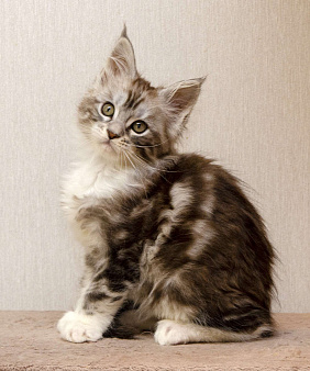 Котята мейн-кун