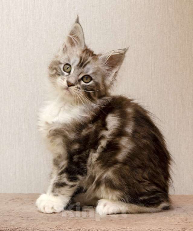 Кошки в Москве: Котята мейн-кун Мальчик, 30 000 руб. - фото 1