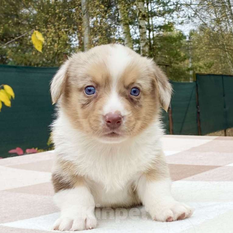 Собаки в Москве: Щенки вельш-корги кардиган Мальчик, Бесплатно - фото 5