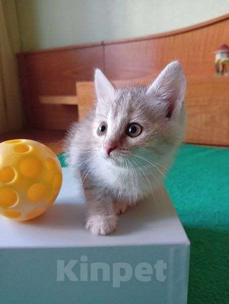 Кошки в Липецке: Милые, ласковые котята ищут дом Девочка, Бесплатно - фото 4