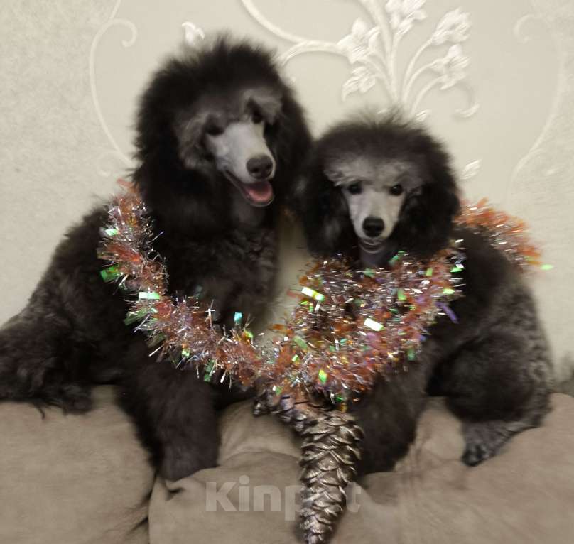 Собаки в Москве: Серебристое чудо Мальчик, 60 000 руб. - фото 1