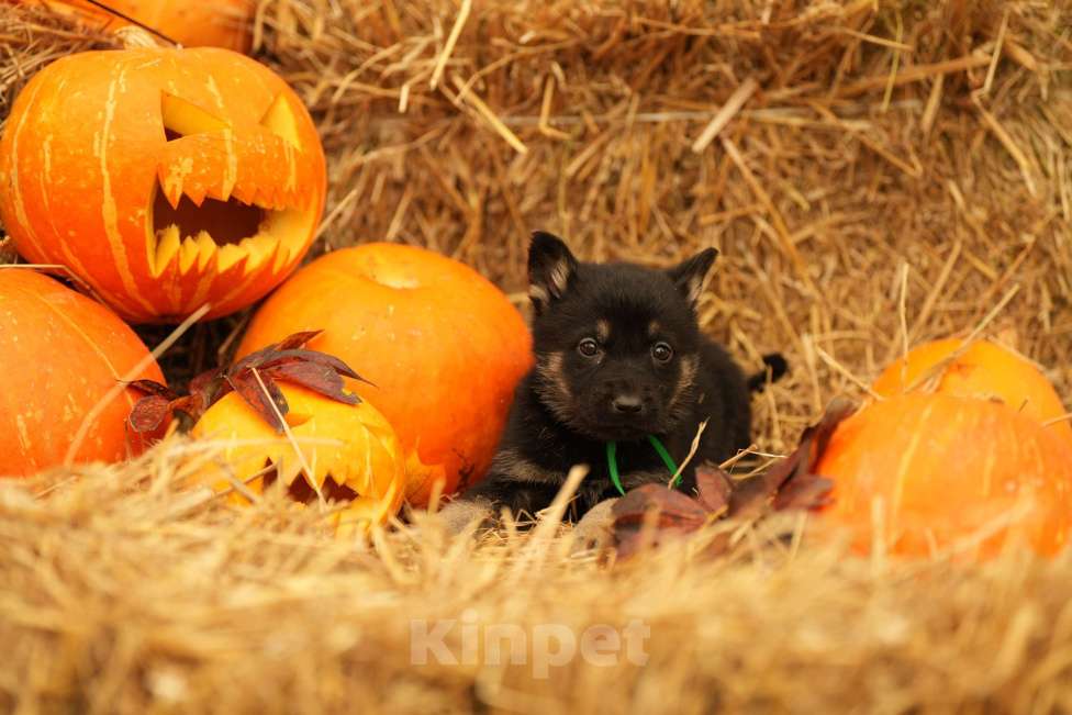Собаки в Мурманске: Сука восточноевропейская овчарка Девочка, 60 000 руб. - фото 6