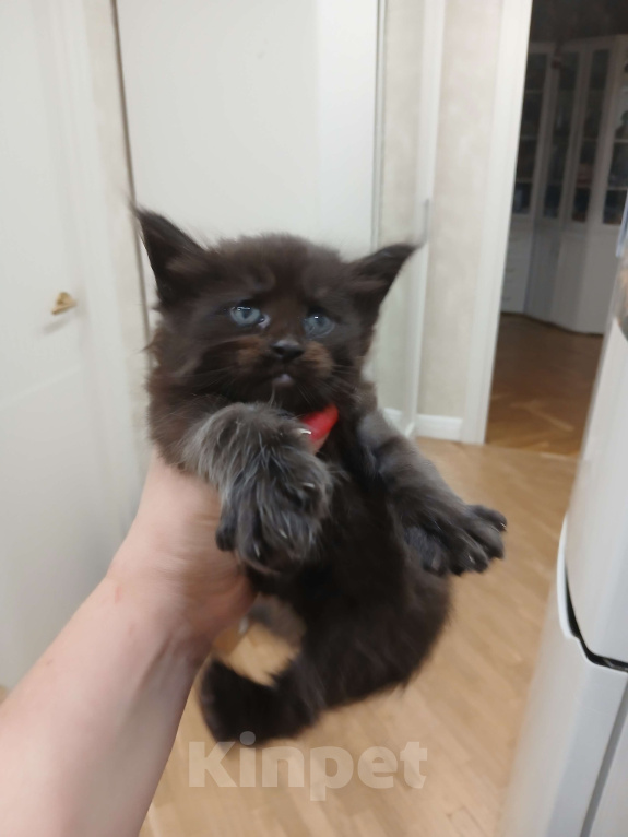 Кошки в Москве: Котята мейн-куны с метрикой Разнополые, 35 руб. - фото 3