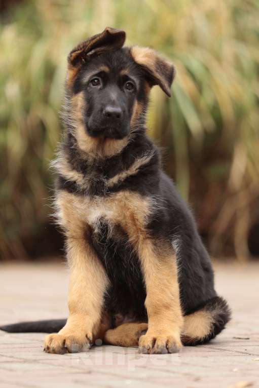 Собаки в Раменском: Перспективный кобель.  Мальчик, 80 000 руб. - фото 1