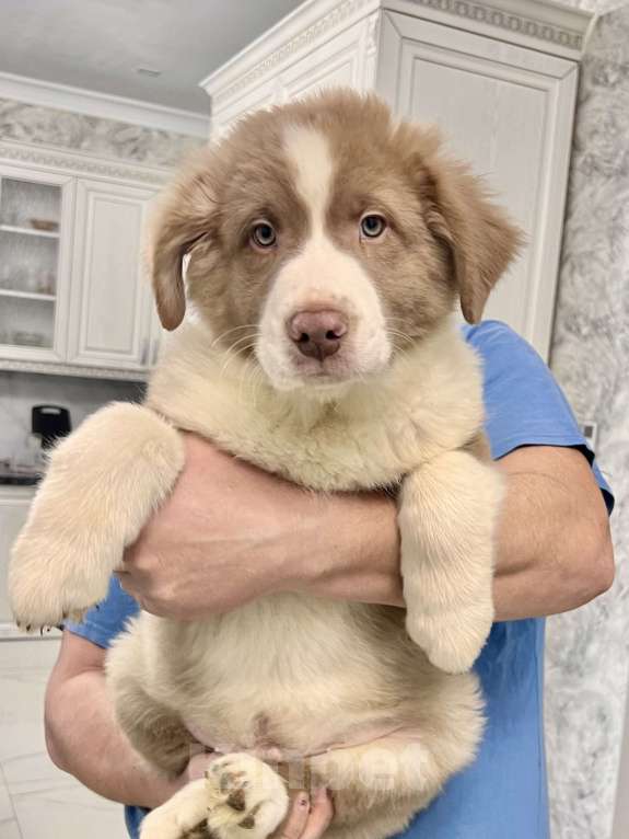 Собаки в Ростове-на-Дону: Щенки Мальчик, 60 000 руб. - фото 6