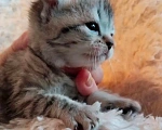 Кошки в Перми: Шотландские котята в добрые руки Мальчик, 5 000 руб. - фото 3