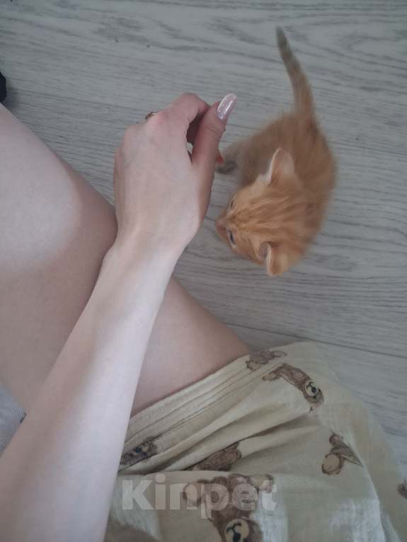 Кошки в Чите: Отдам в добрые руки Мальчик, Бесплатно - фото 5
