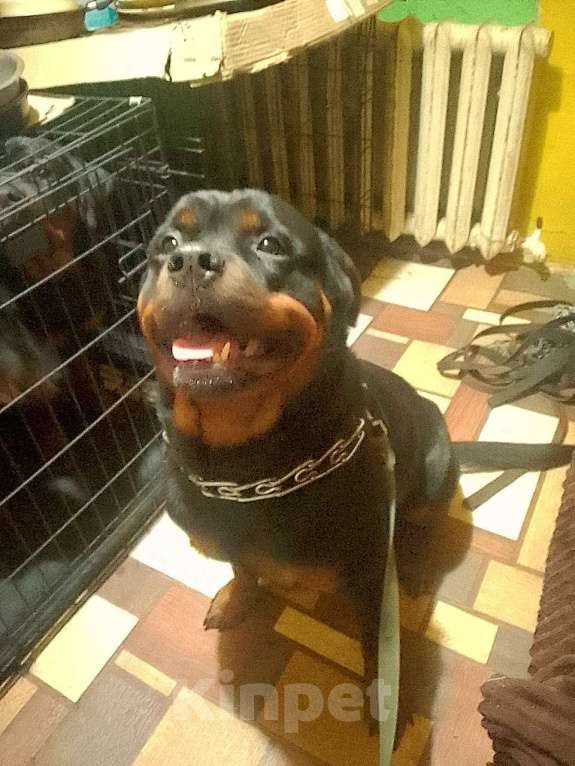 Собаки в Курске: Сука ротвейлера Девочка, Бесплатно - фото 1
