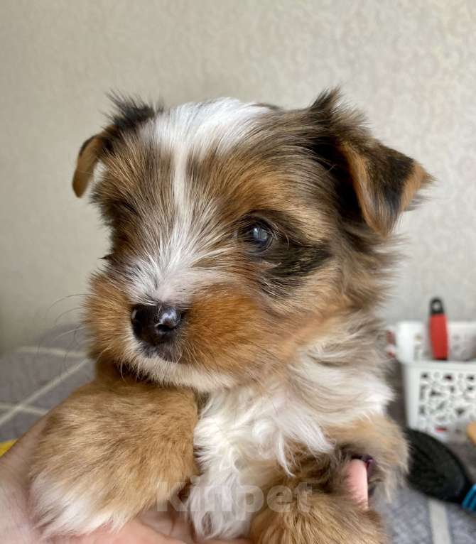 Собаки в Москве: Цветной Йорк мальчик 2 месяца  Мальчик, 25 000 руб. - фото 2