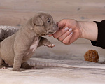 Собаки в Королеве: Американский булли стандарт Девочка, 200 000 руб. - фото 7