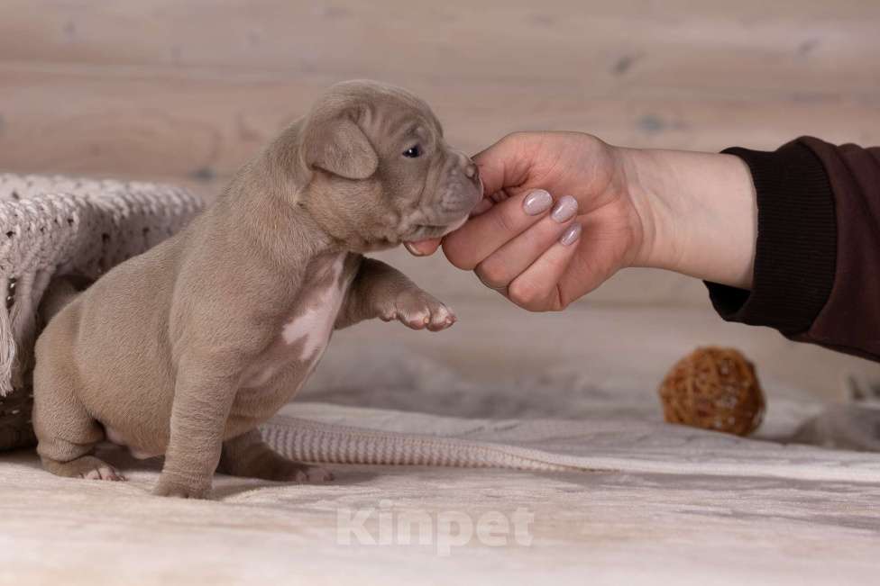Собаки в Королеве: Американский булли стандарт Девочка, 200 000 руб. - фото 7